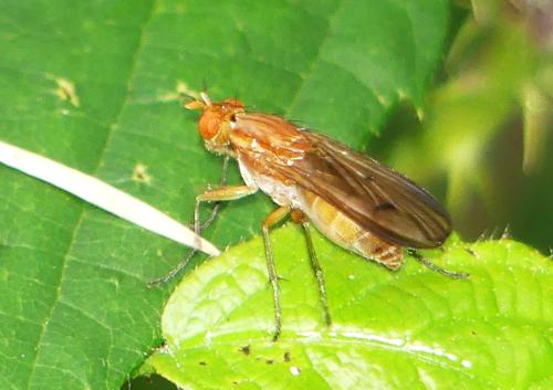Tetanocera sp.